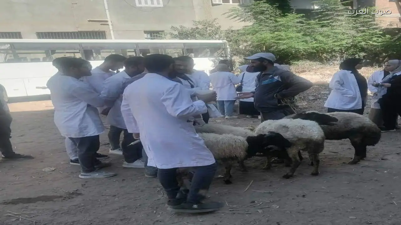 تحصين 202 ألف رأس ماشية في الغربية لحماية الثروة الحيوانية