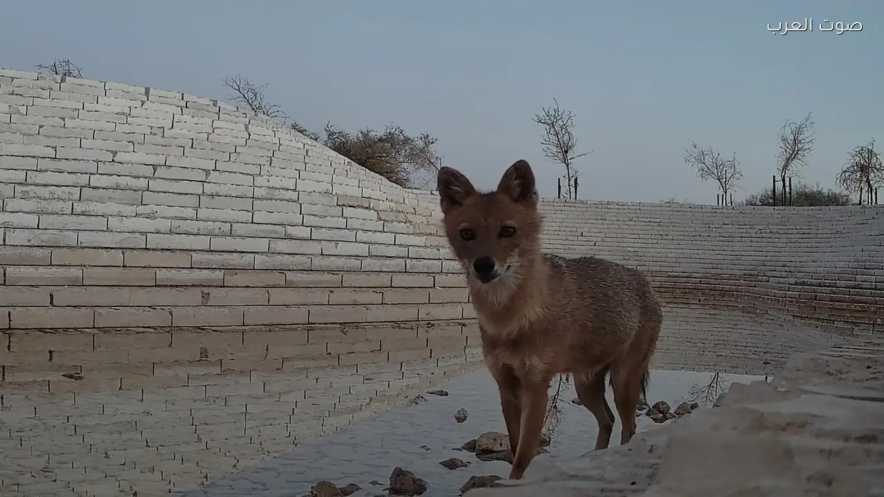 تسجيل أول رصد موثق لحيوان “ابن آوى الذهبي” في مدينة الرياض