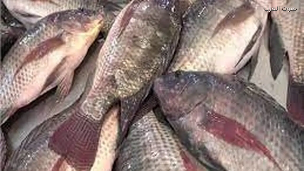 حشرة في الأسماك تثير الجدل وطبيبة بيطرية توضح الحقائق