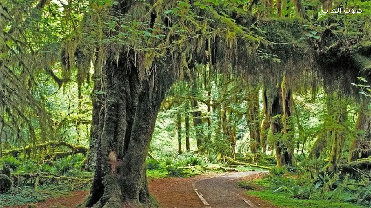 زراعة الأشجار الاستراتيجية تخفض انبعاثات الكربون حسب دراسة