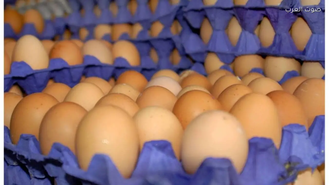 سعر كرتونة البيض اليوم 2 فبراير 2026 بعد الزيادة الأخيرة