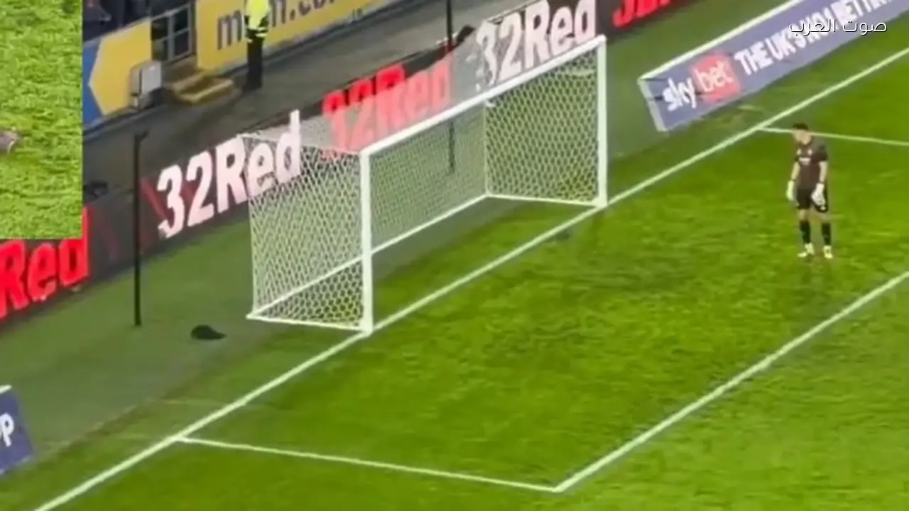 سنجاب يتدخل في مباراة هال سيتي وبريستول والجماهير تتفاعل