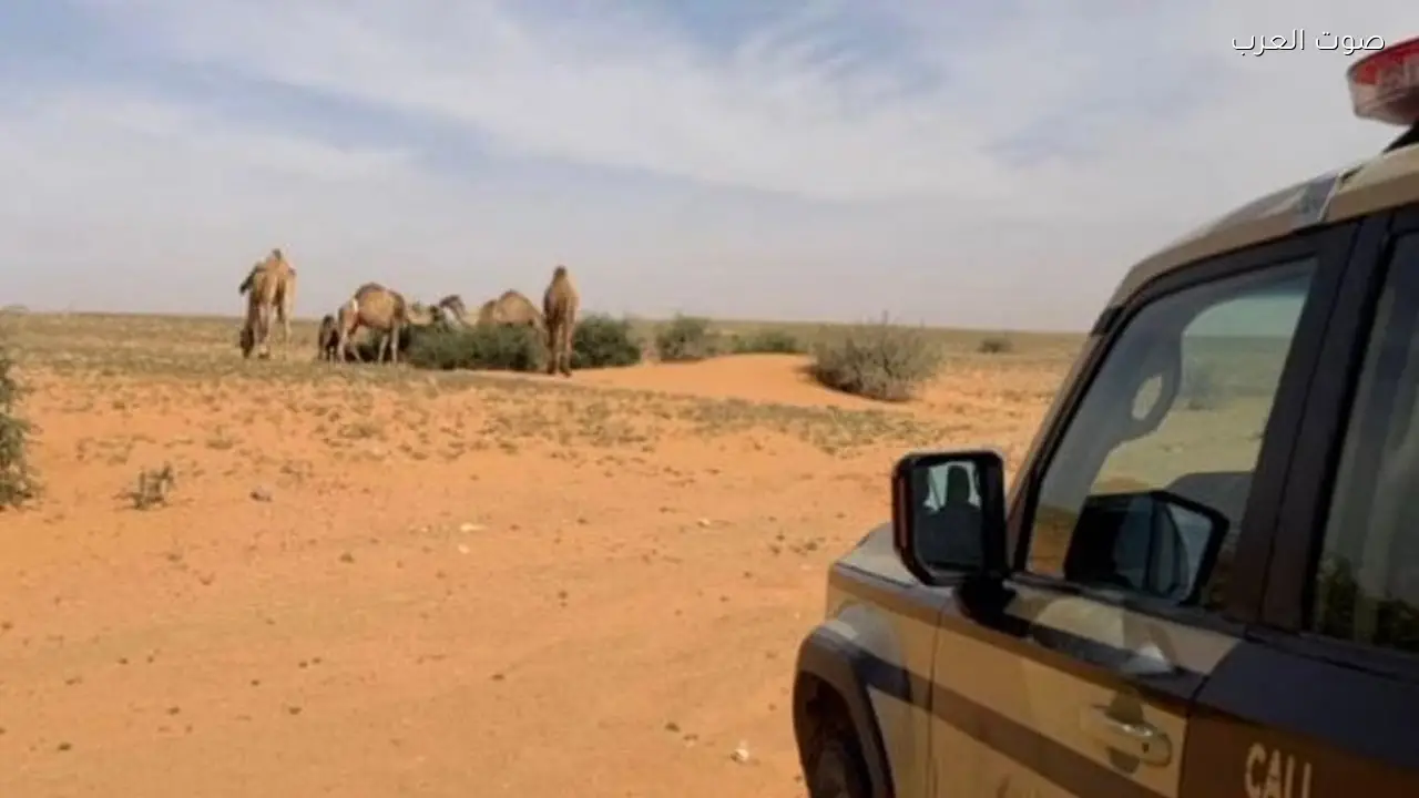 ضبط مواطن بسبب مخالفة رعي في محمية الملك عبدالعزيز