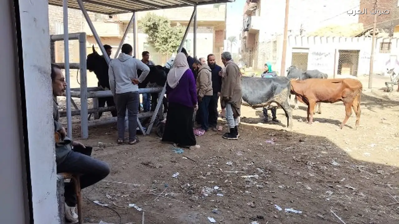 قوافل بيطرية مجانية في قرى بني سويف من وزارة الزراعة
