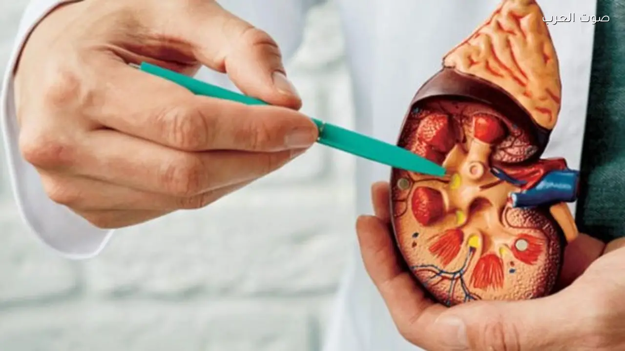 مشروبات تقلل خطر حصوات الكلى منها حبة البركة