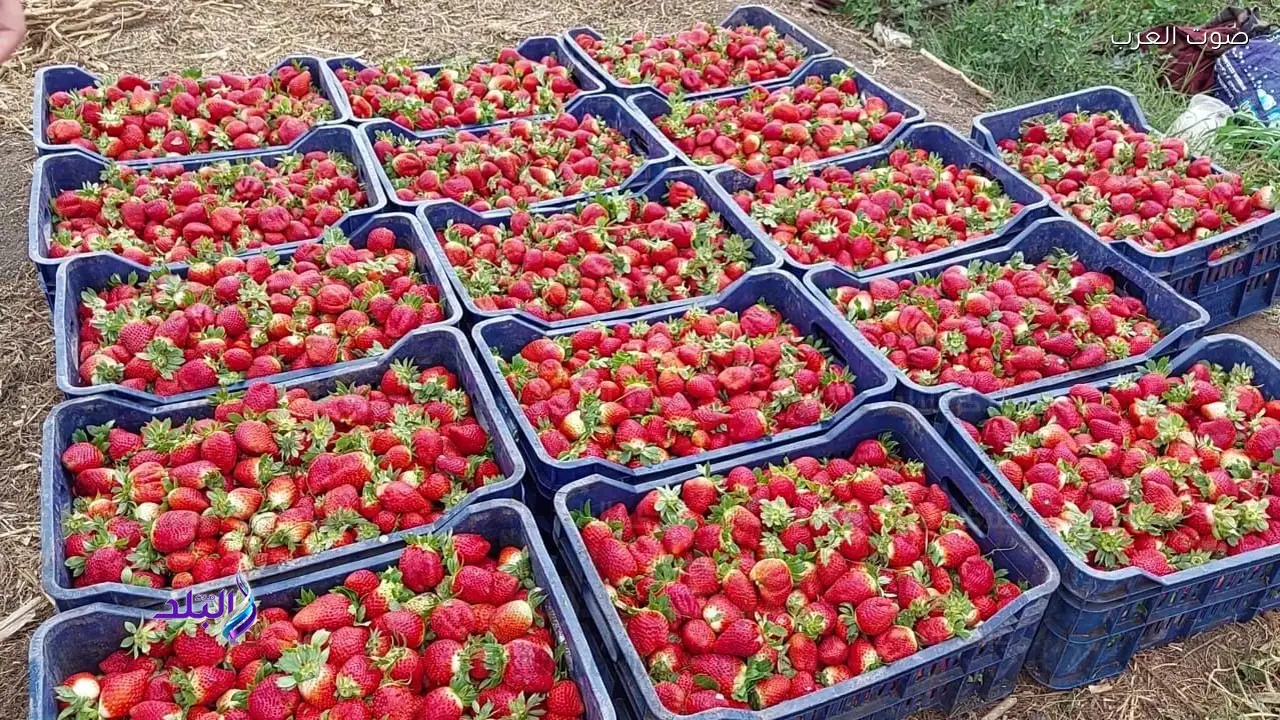 نقيب الفلاحين يوضح حقيقة فيديو إلقاء الفراولة في الشوارع