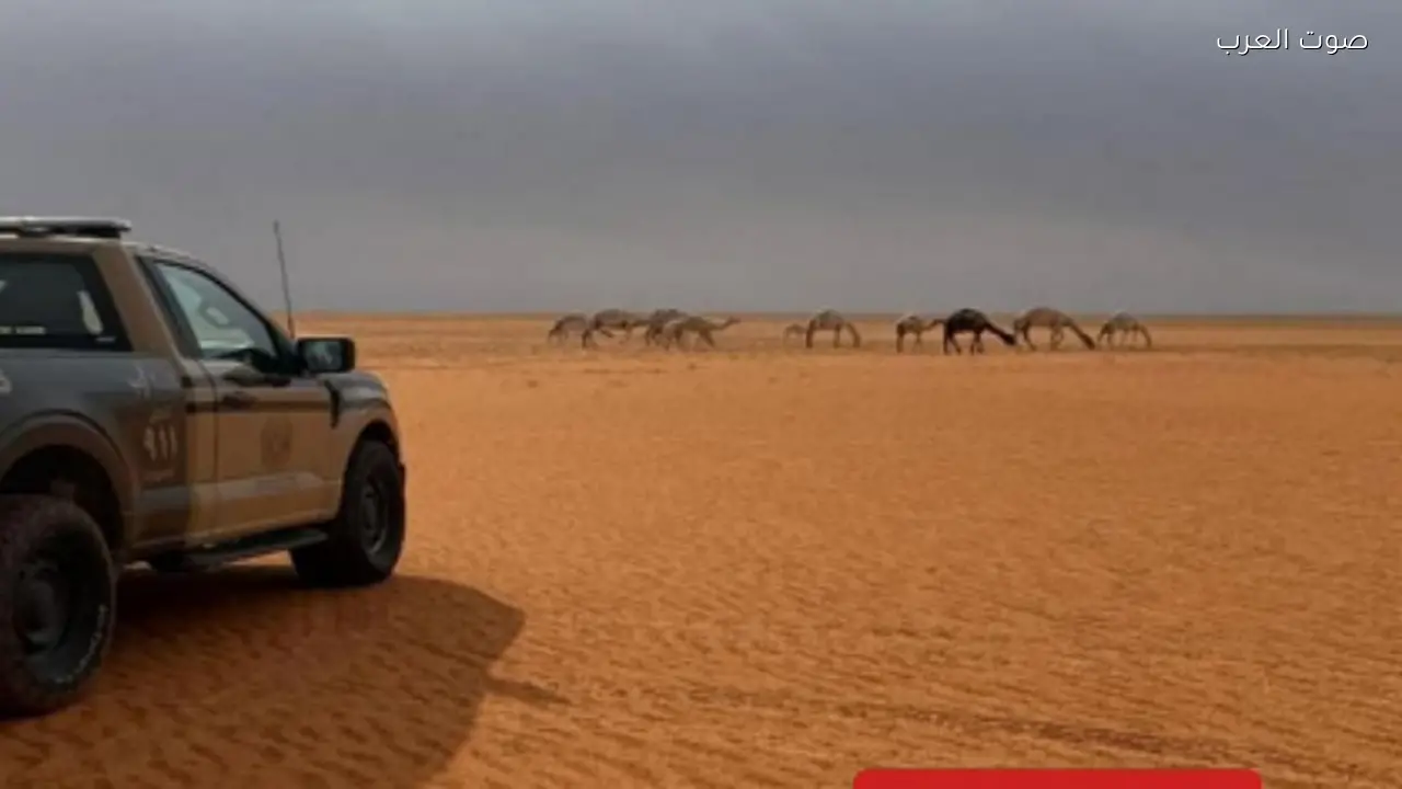 ضبط مواطن بسبب مخالفة رعي في محمية الإمام عبدالعزيز بن محمد