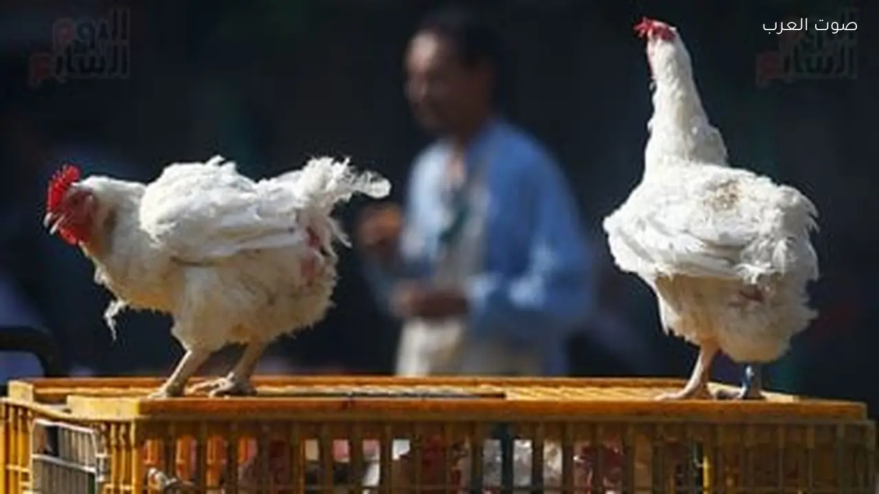 أسعار الفراخ البيضاء في الغربية اليوم 110 جنيهات