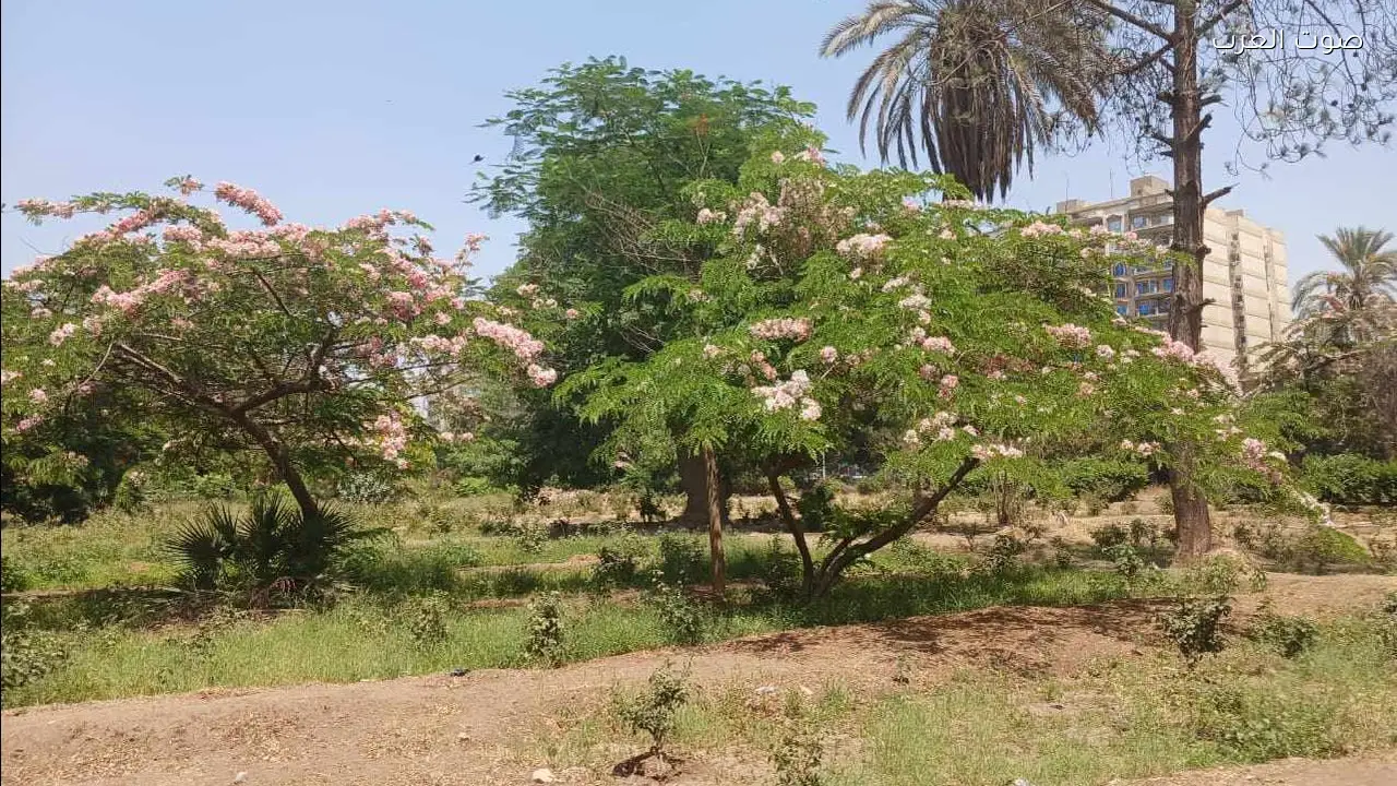 أشجار نادرة مهددة بالانقراض في محميات مصر الطبيعية