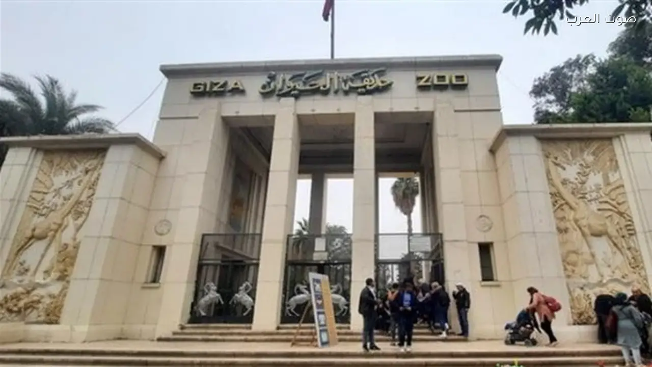 أفراس النهر تحت الماء في حديقة الحيوان بعد التطوير