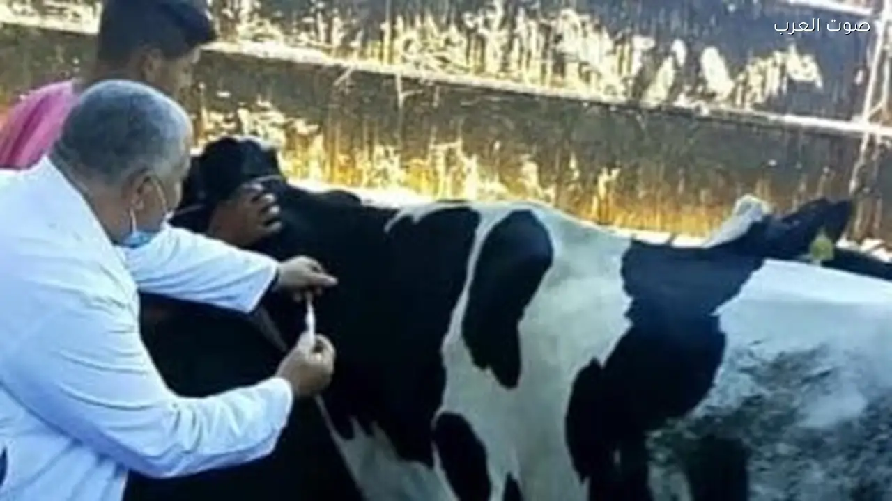 إطلاق حملة قومية للتحصين ضد الجلد العقدي والجدري لمدة شهر