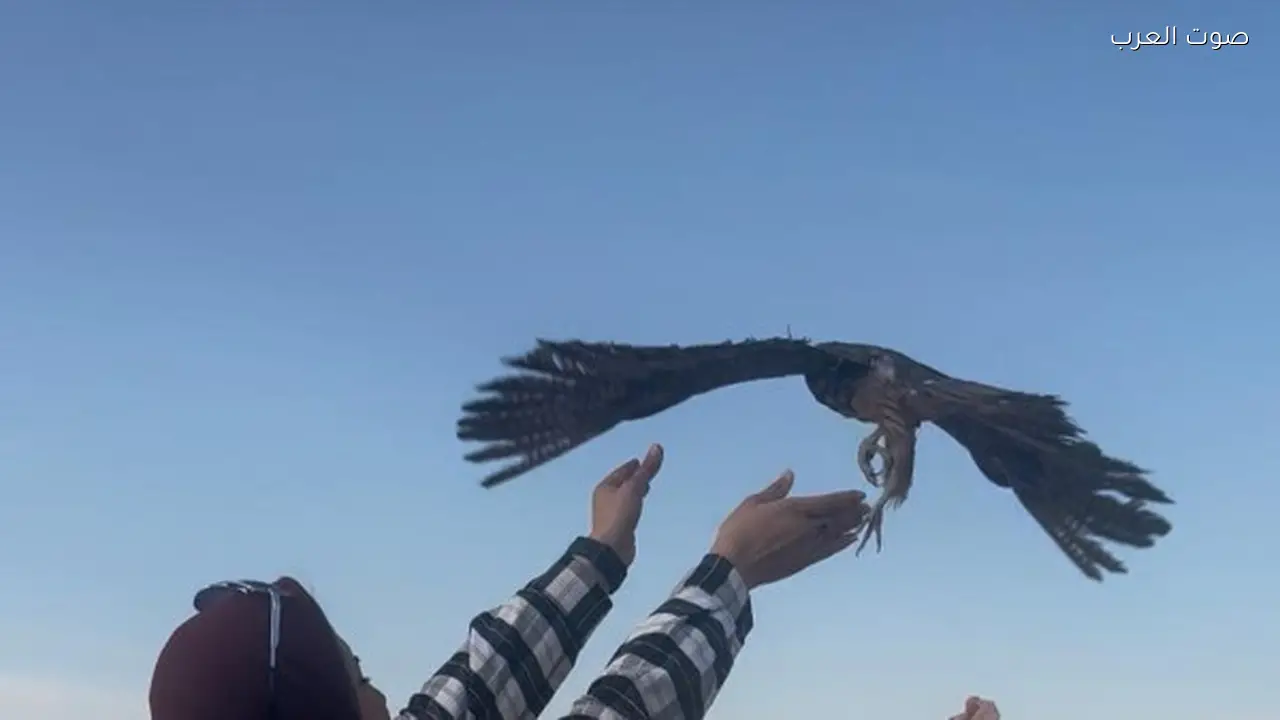 إعادة إطلاق 10 صقور نادرة إلى الطبيعة بعد إنقاذها من التجارة