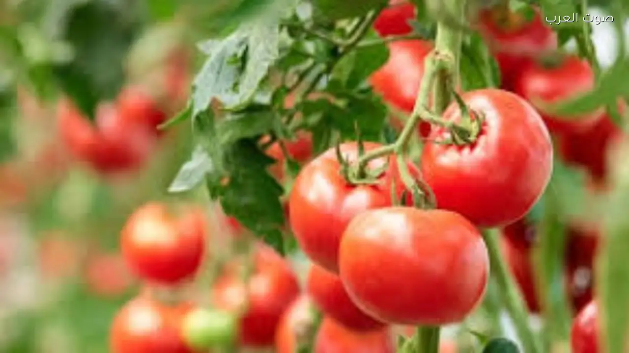 ارتفاع أسعار الطماطم في الأسواق وموعد انخفاضها