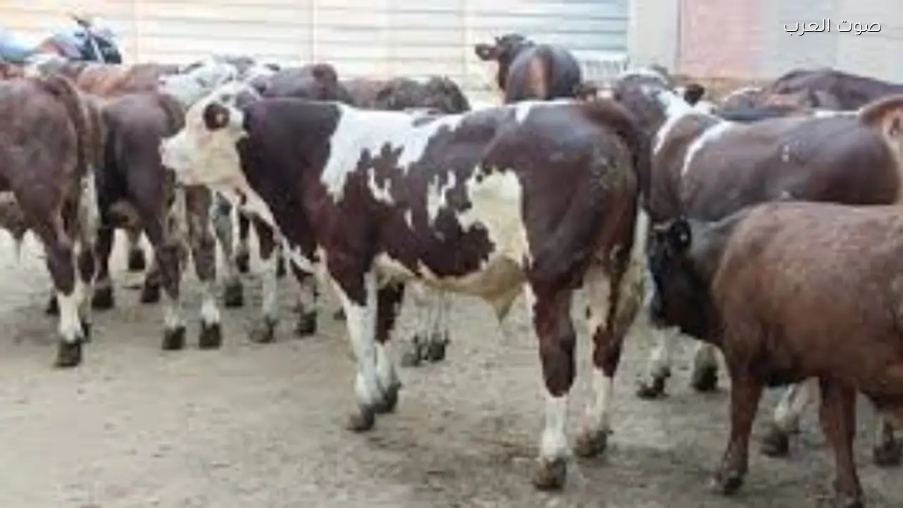 ارتفاع أسعار اللحوم في مصر بسبب الحرب العالمية وتأثيرها على المواشي