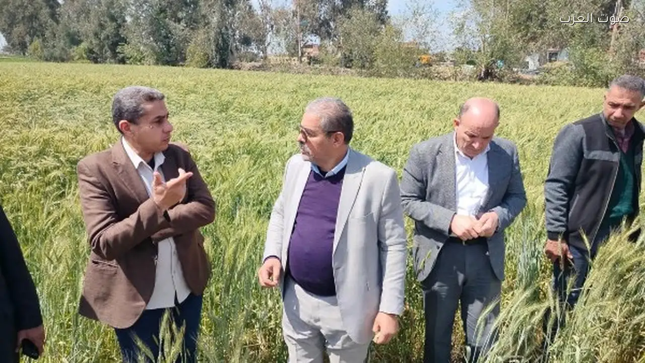الحالة العامة لمحصول القمح في مصر جيدة ومبشرة