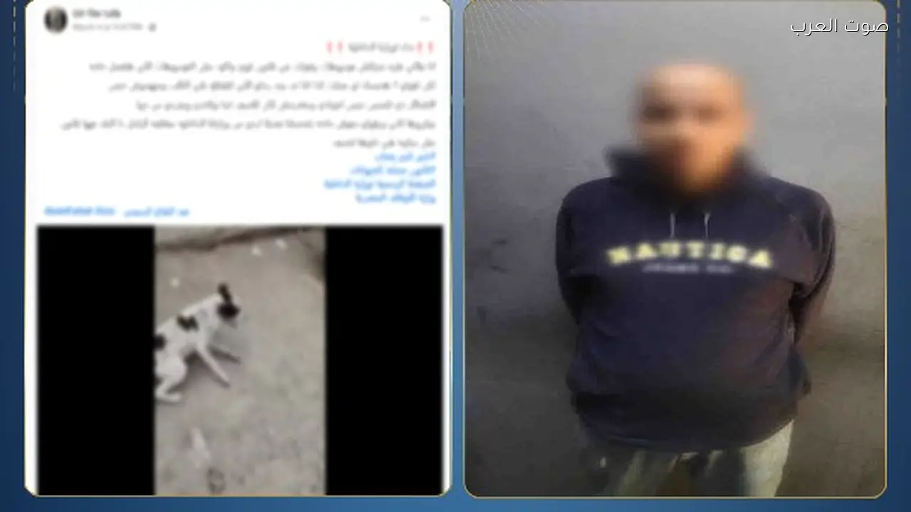 القبض على شخص اعتدى بالضرب على كلب ضال في القاهرة