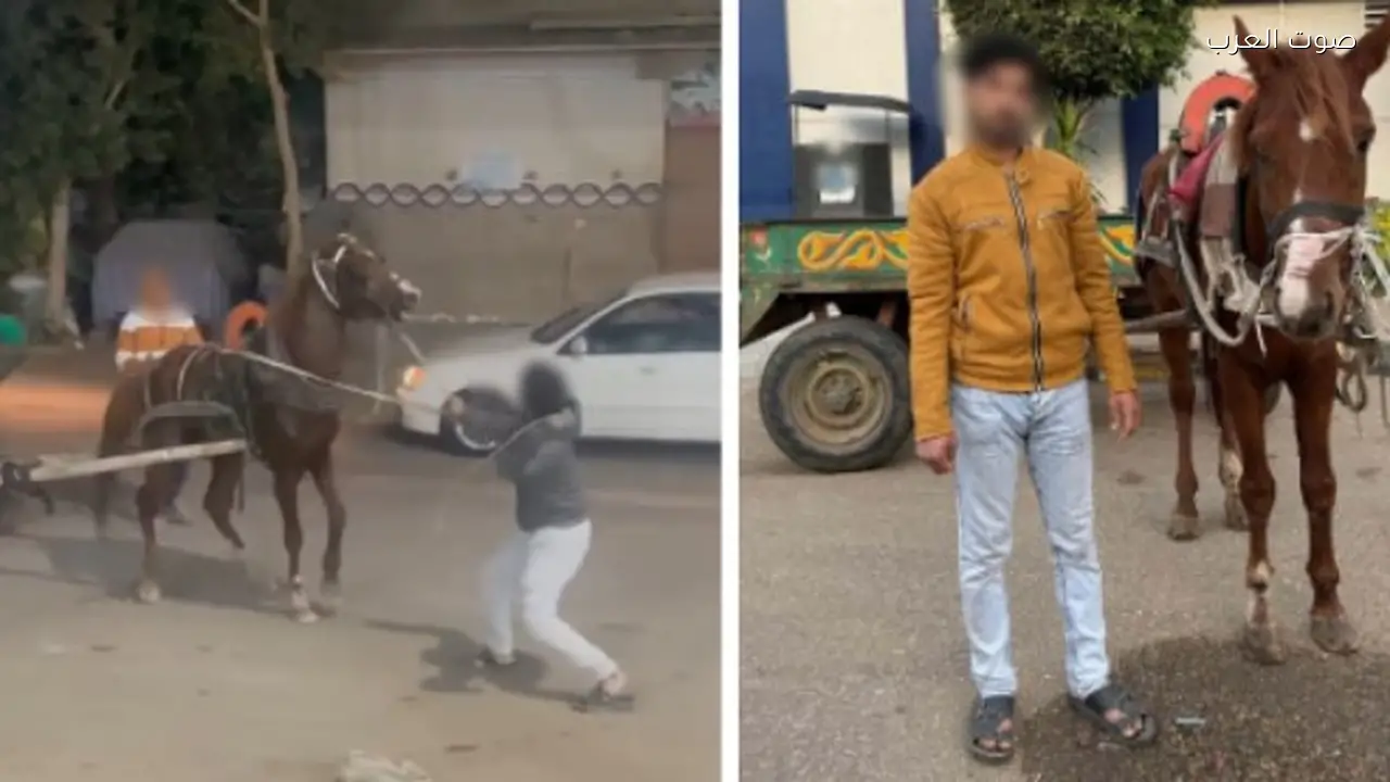 القبض على عاطل اعتدى على حصان بكرباج في القليوبية
