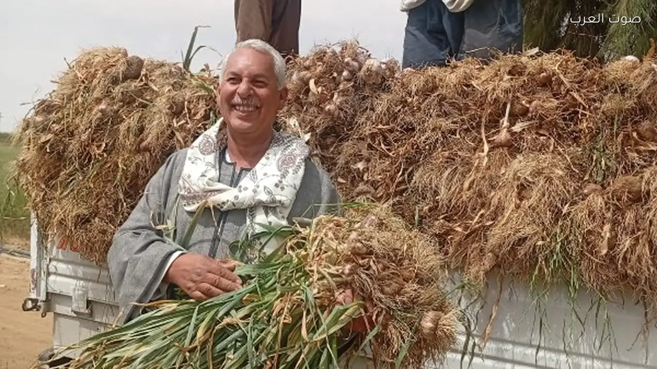 انخفاض سعر كيلو الثوم في الحقل إلى 5 جنيهات