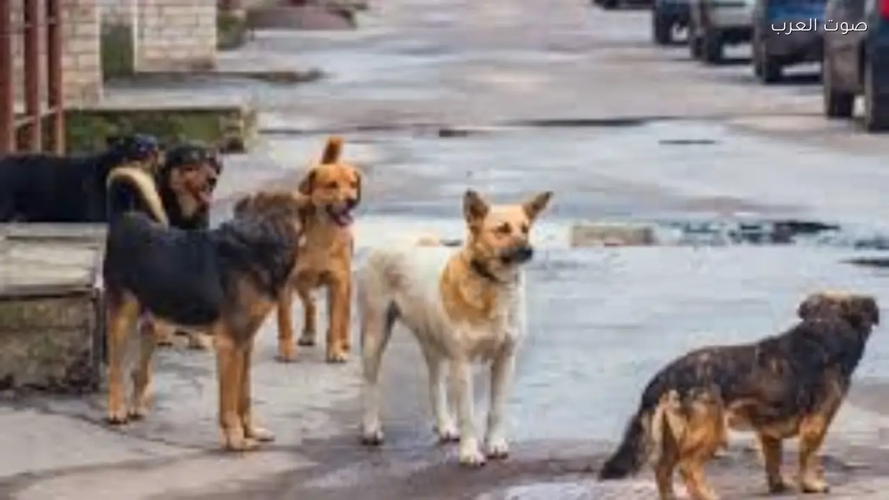 تحصين 14 ألف كلب وتعقيم 1605 منذ بداية العام