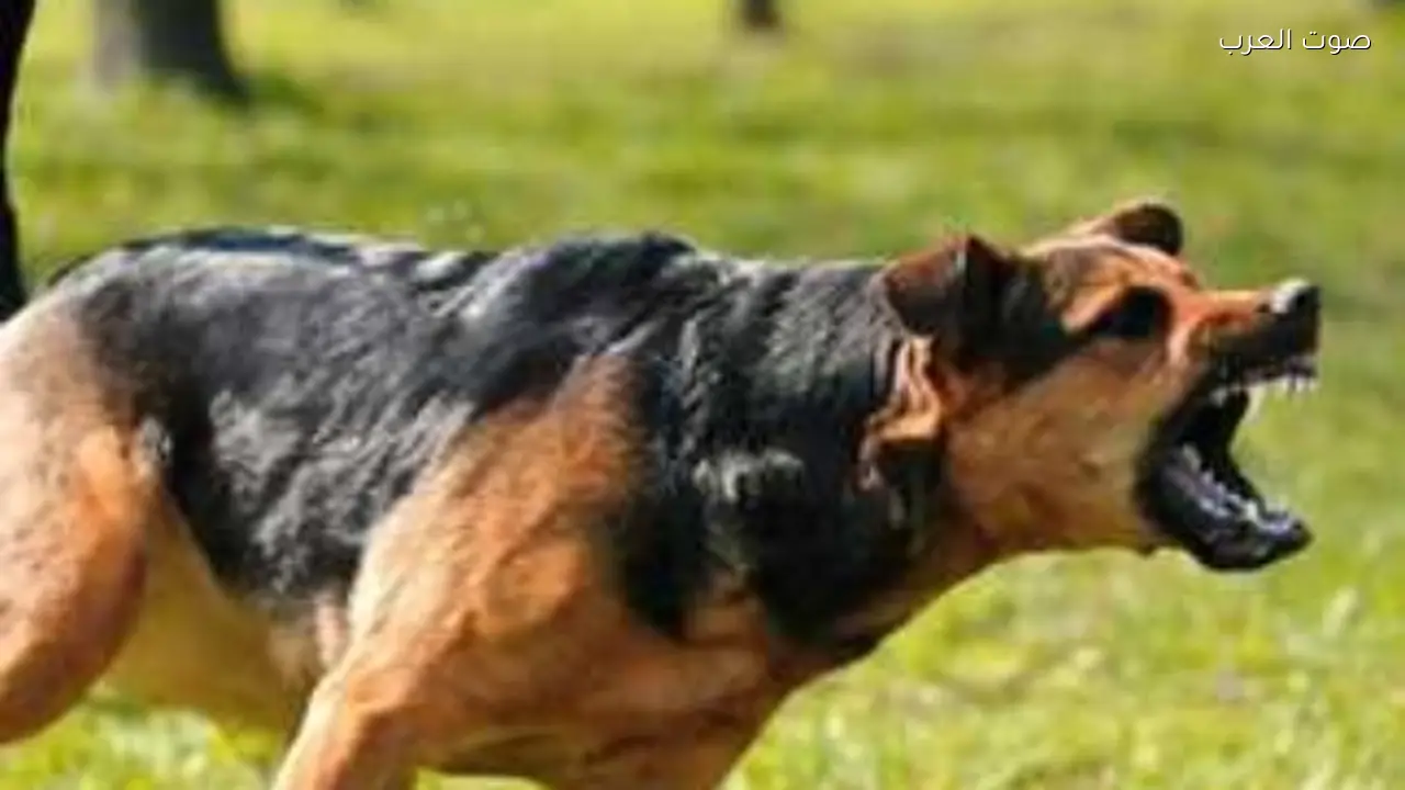 تحصين 15 ألف كلب لمكافحة السعار في المحافظات