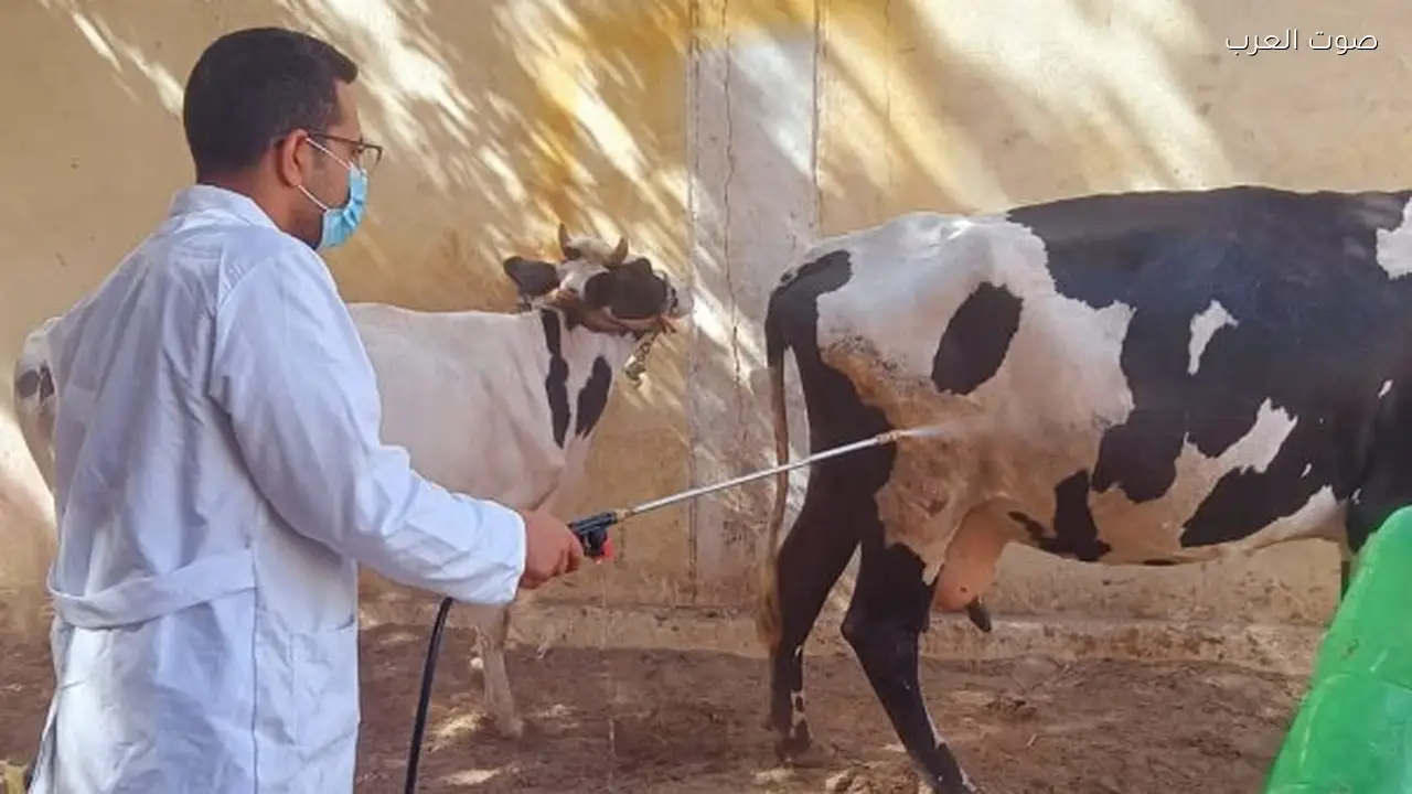 تحصين شامل للثروة الحيوانية استعدادات الفلاحين لمواجهة الأمراض الوبائية