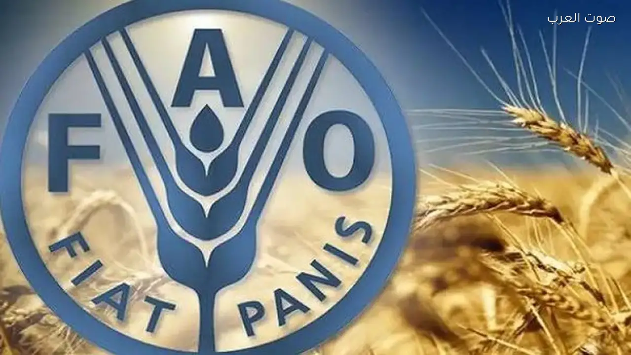 تداعيات الصراع ترفع تكاليف الغذاء في مصر حسب تقرير “فاو”