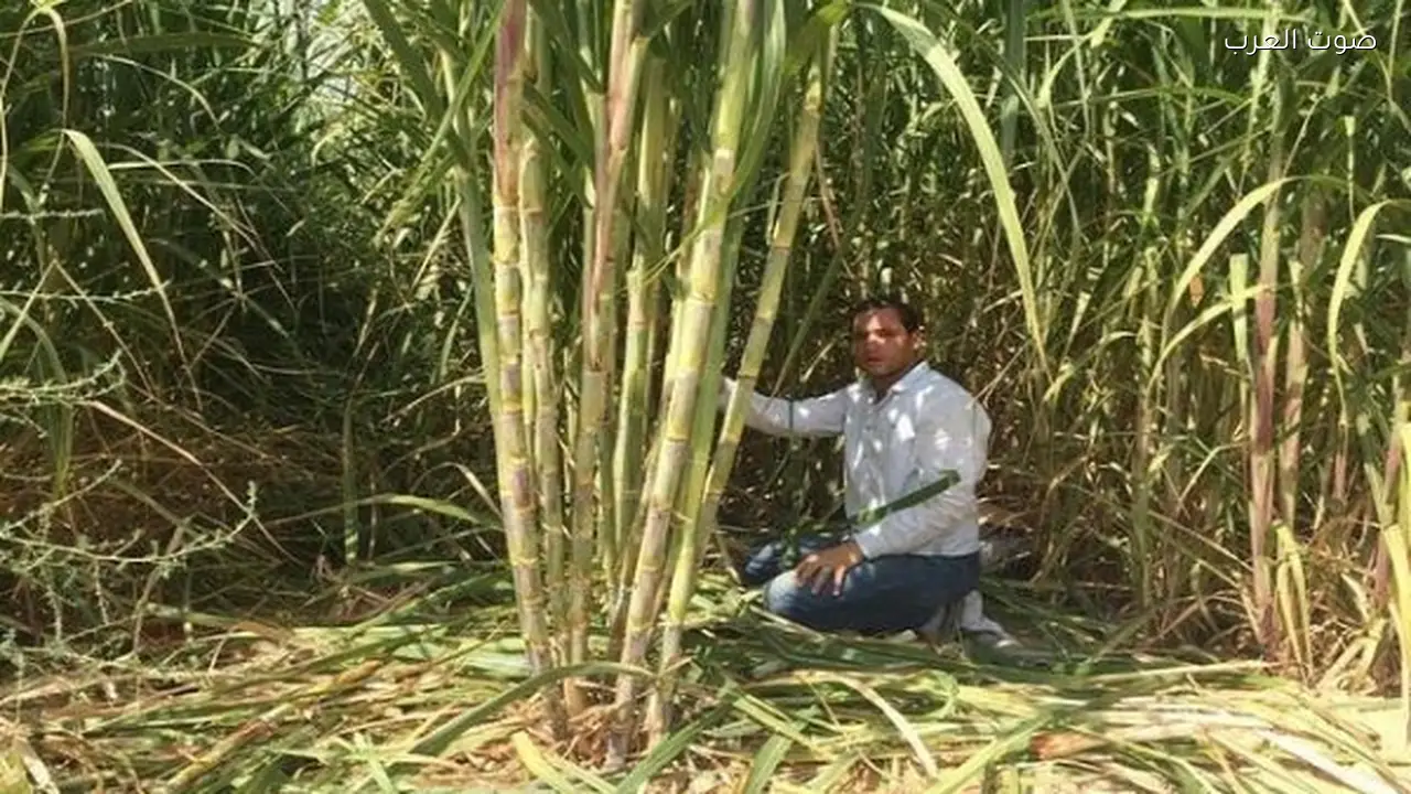 توريد 3.2 مليون طن قصب لمصانع السكر من القابضة الغذائية