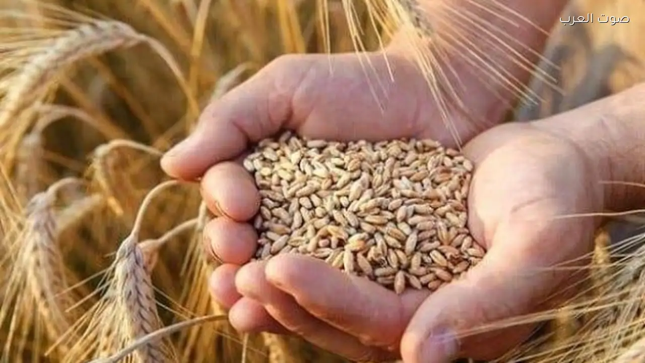 زيادة مساحات زراعة القمح في منتصف أبريل وتوقعات بإنتاج وفير