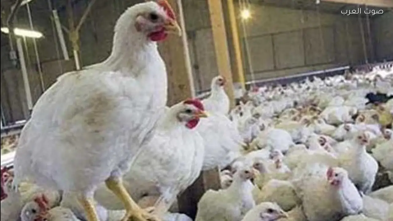 سعر كيلو الفراخ البيضاء اليوم 120 جنيهًا