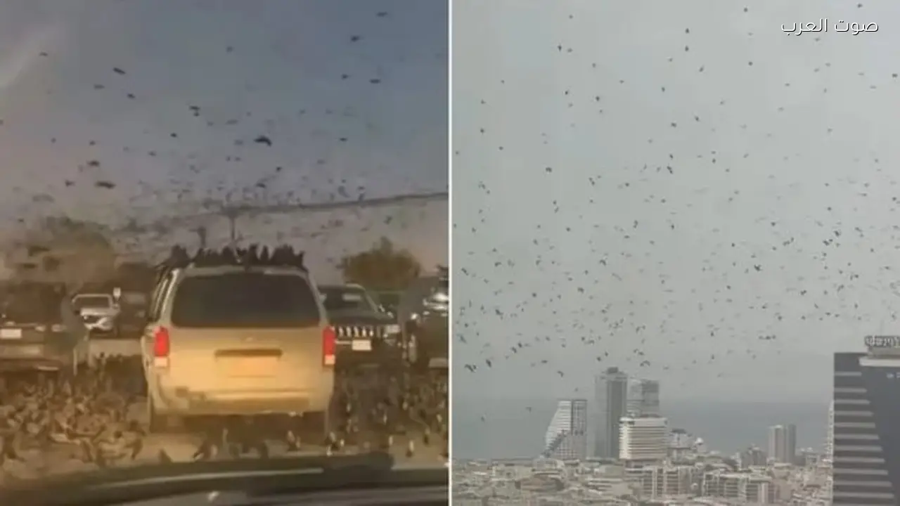 ظهور أسراب من الغربان في سماء تل أبيب يثير التساؤلات