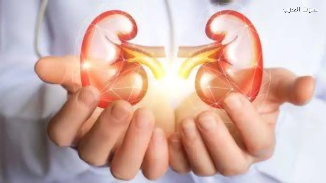 عادات تحافظ على صحة الكلى وتقلل من خطر الفشل الكلوي