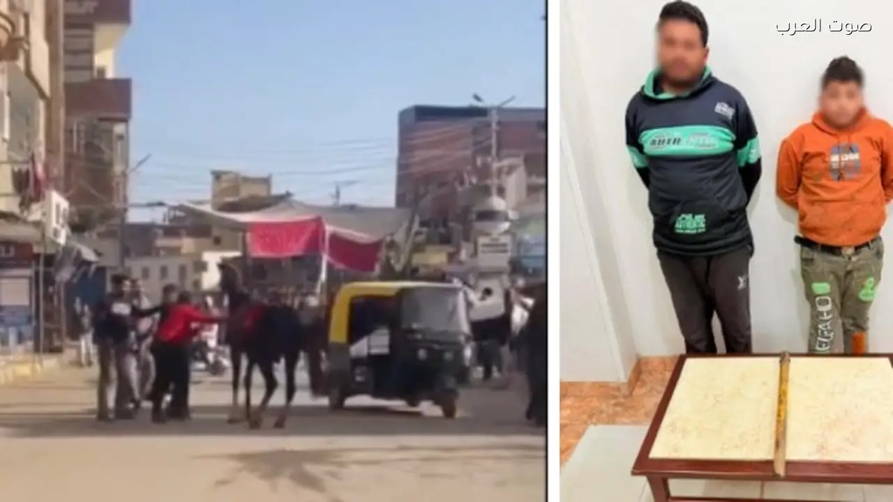 عامل ونجله يعتديان على حصان بعصا خشبية في حادث مؤسف