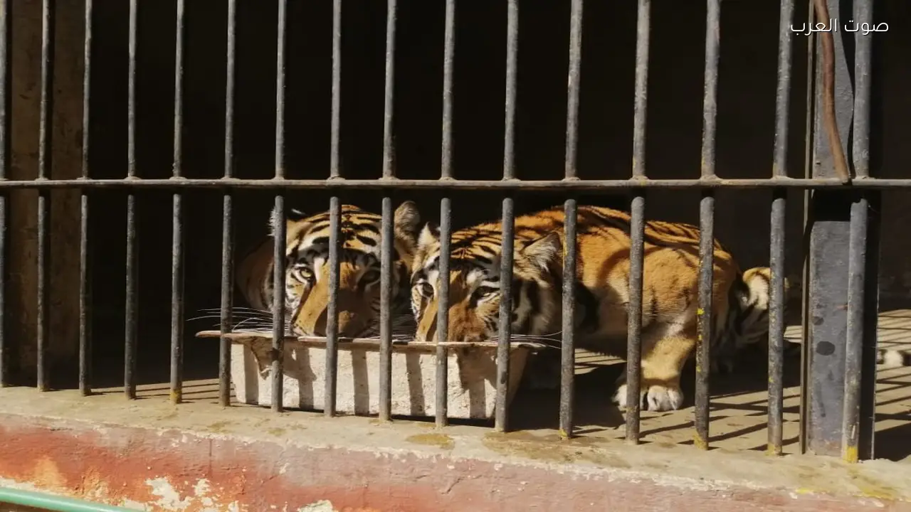 فتح الحدائق العامة وحدائق الحيوان أبوابها للزوار في عيد الفطر