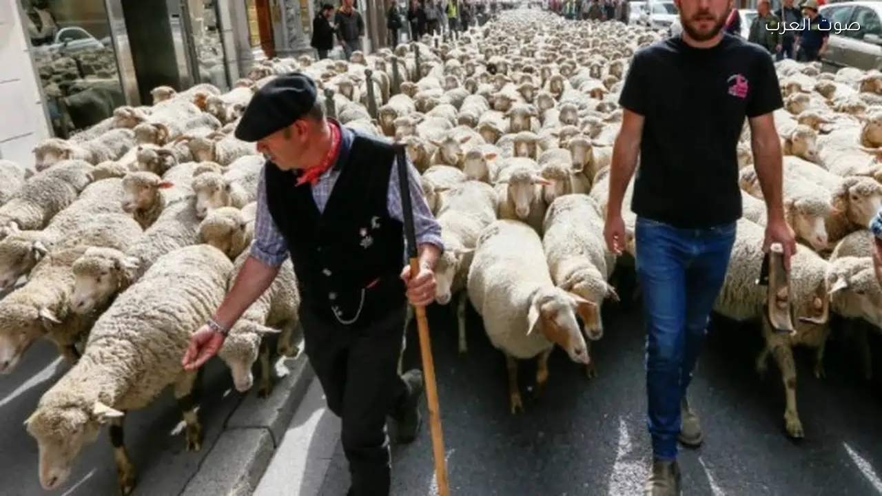 فرنسا توافق على إعدام 200 ذئب لحماية الماشية