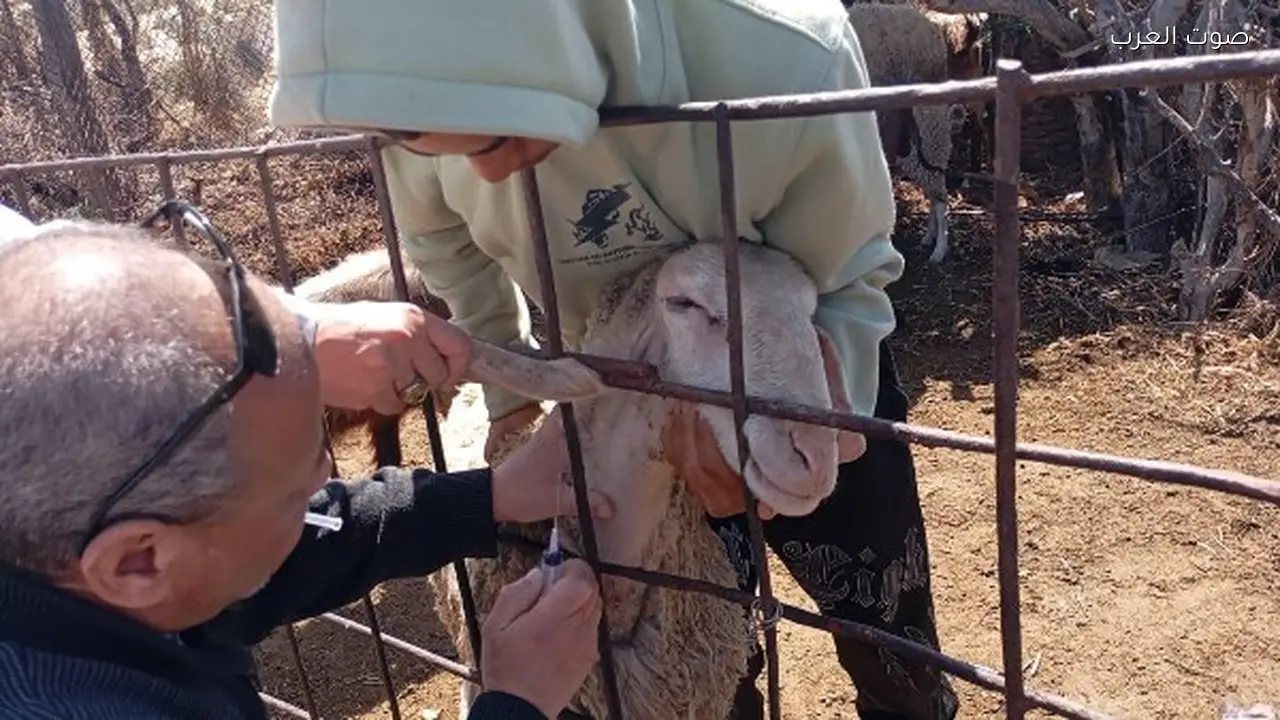 قافلة بيطرية لـ”بحوث الصحراء” في شمال سيناء لتحسين صحة الثروة الحيوانية