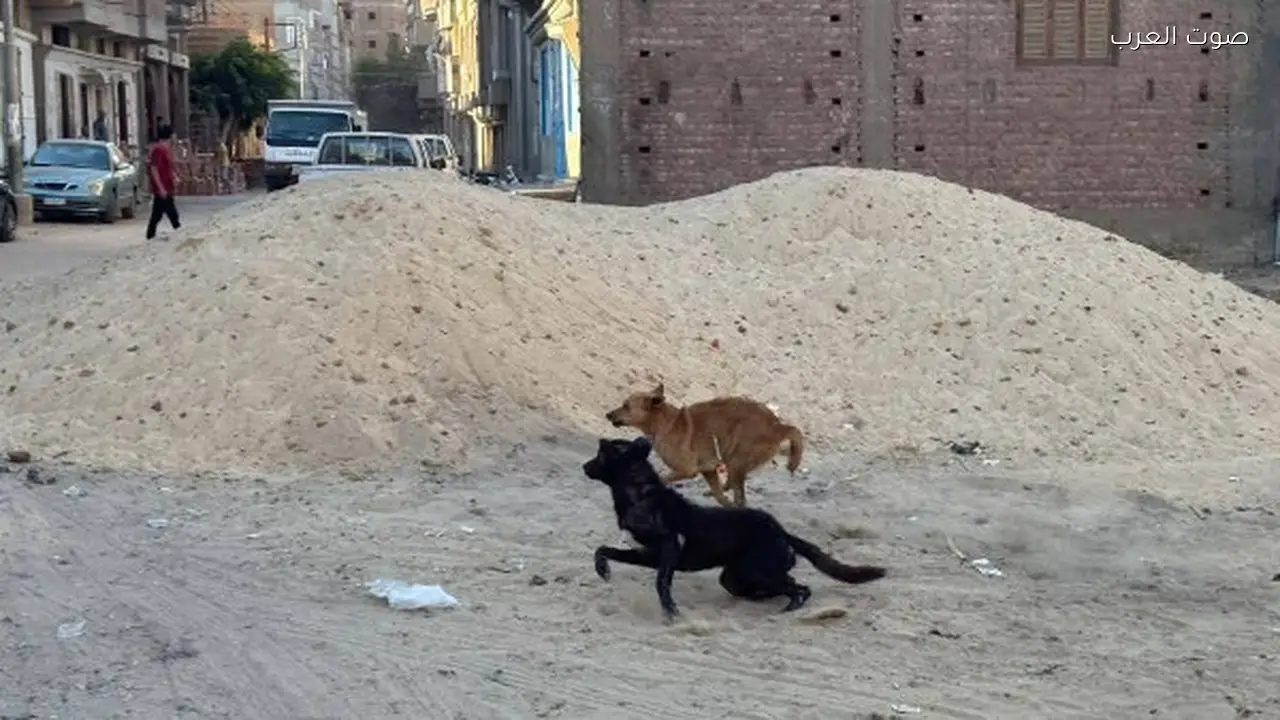 مراد مكرم يعلق على ربط كلاب الشوارع بالحديد