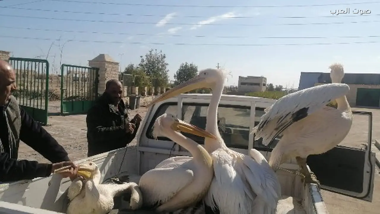 مصر تطلق أول مركز لإنقاذ الحياة البرية وتأهيل الطيور المهاجرة