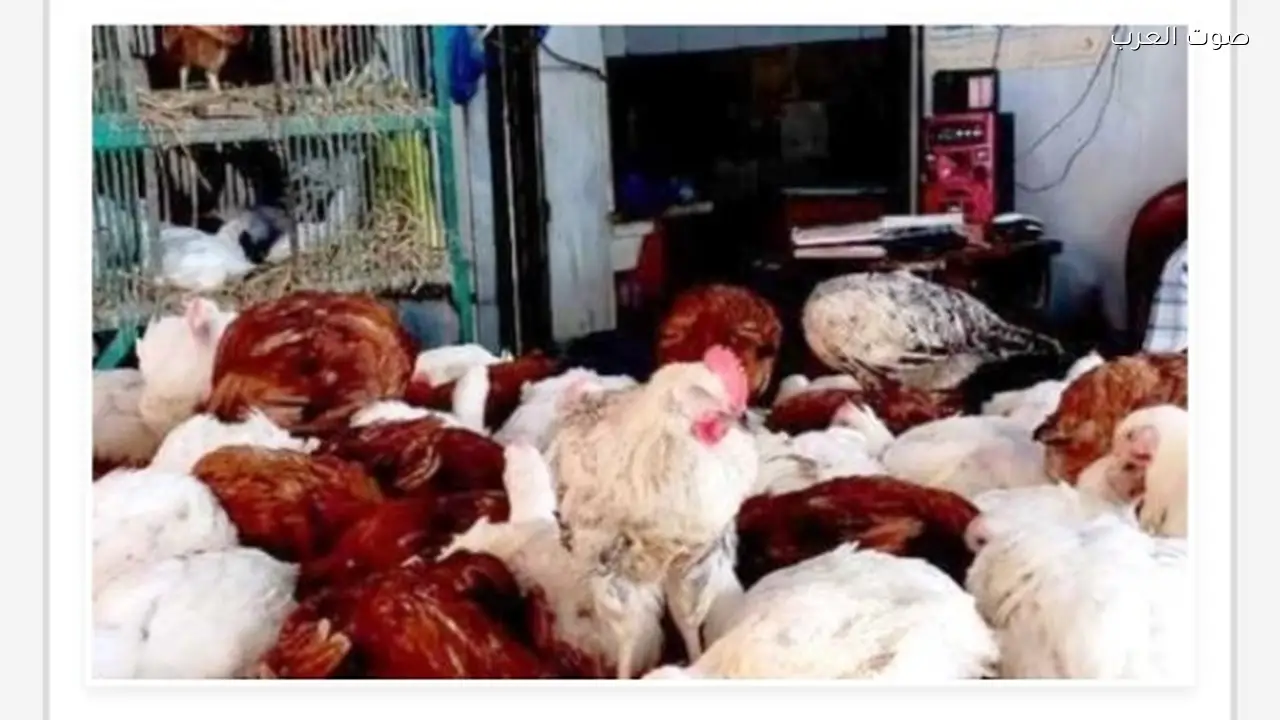 هبوط كبير في أسعار الدواجن والبانيه بعد رمضان