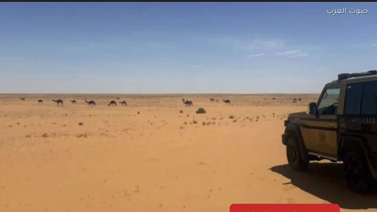 ضبط مواطن لمخالفة رعي في محمية الإمام عبدالعزيز بن محمد