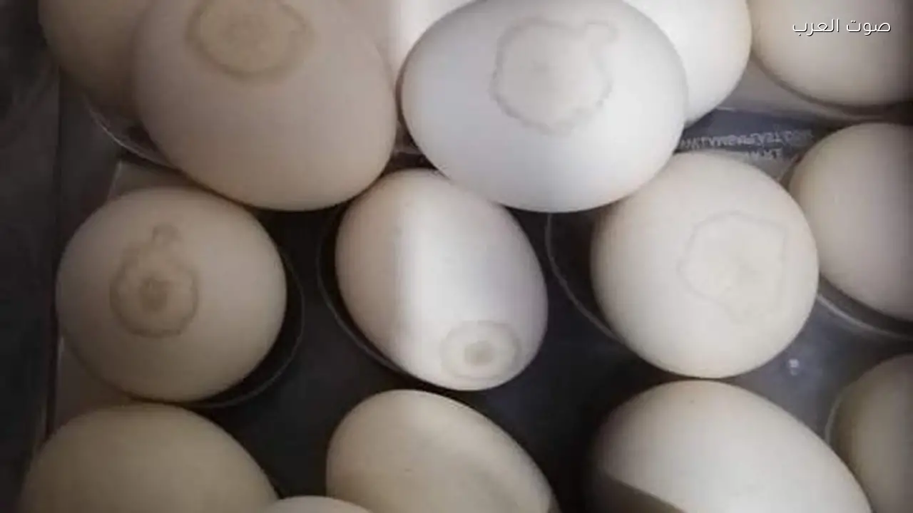 أسعار البيض تتباين: الأبيض يبدأ من 102 جنيه والأحمر 110 جنيهات