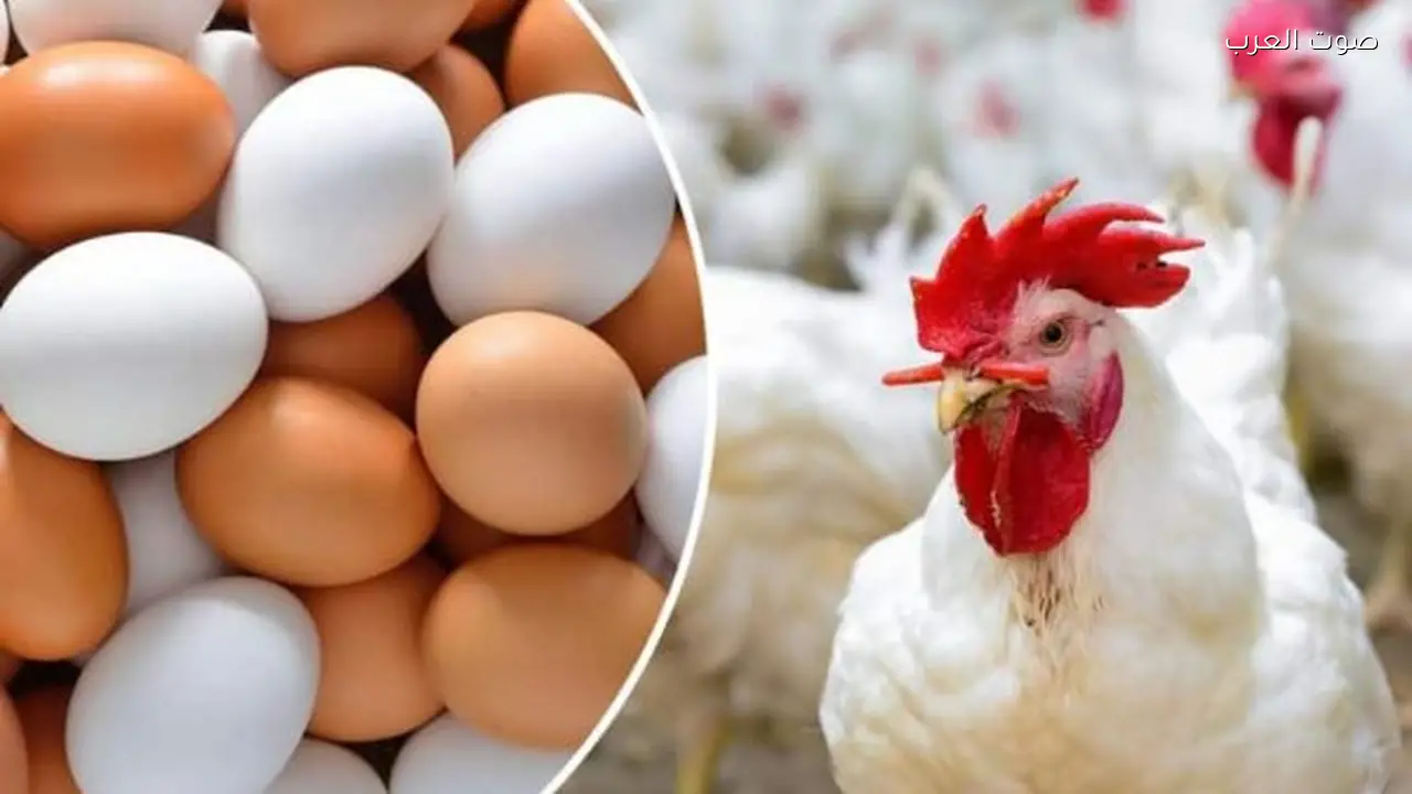 أسعار الدواجن ترتفع 8 جنيهات للكيلو قبل عيد القيامة