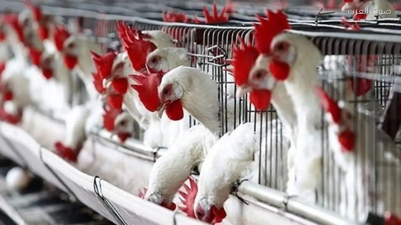 أسعار الدواجن ترتفع مجددًا غدًا في الأسواق