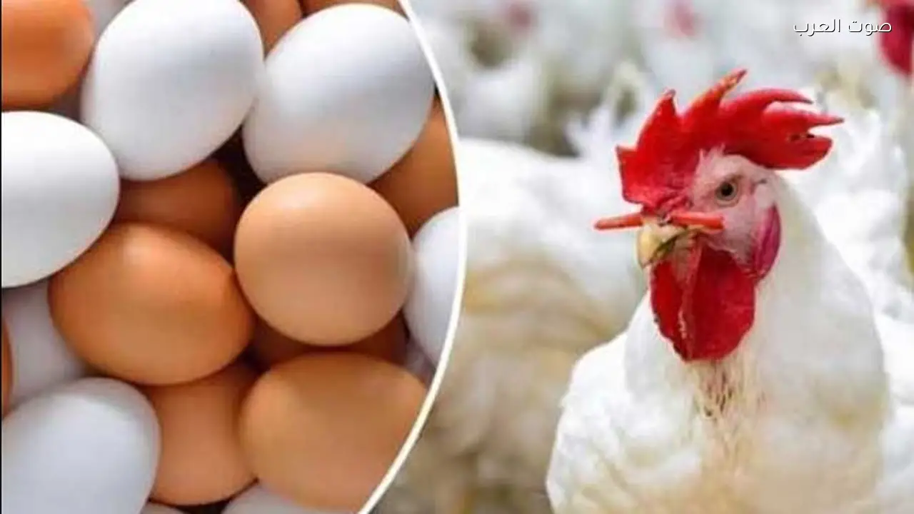 أسعار الدواجن والبيض تتراجع والكيلو يصل إلى 78 جنيهًا بالمزرعة