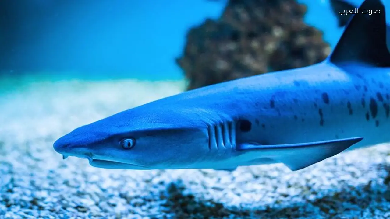 أسماك القرش تُظهر سلوكًا اجتماعيًا غير متوقع في أعماق البحار