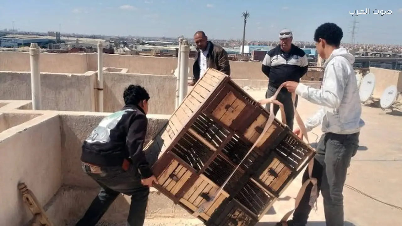 إزالة عاجلة لعشش الحمام المخالفة في أكتوبر الجديدة والربوة