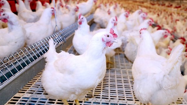 ارتفاع أسعار الدواجن البيضاء وانخفاض البيض اليوم