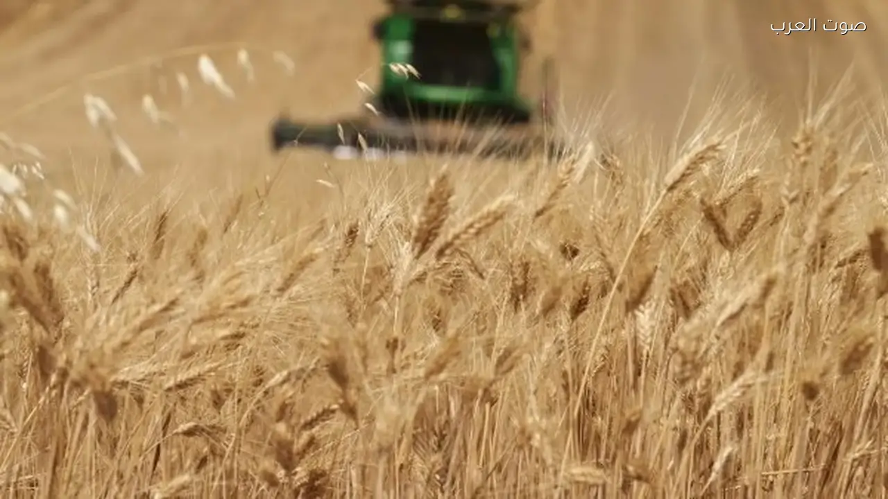 استعدادات حصاد القمح: 2500 جنيه للإردب والمستحقات خلال 48 ساعة