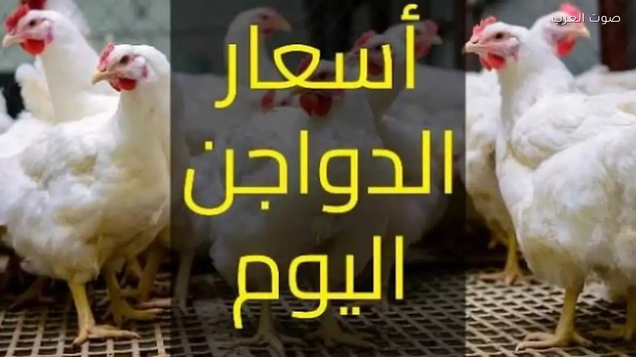 استقرار أسعار الدواجن والبيض بعد تراجع ملحوظ هذا الأسبوع