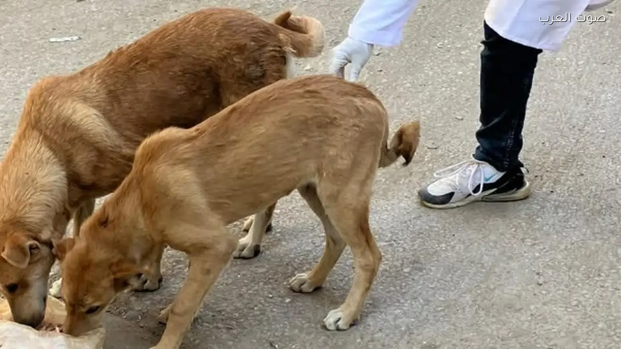 الزراعة تتخذ قرارًا عاجلًا بشأن 20 ألف كلب في القاهرة والمحافظات