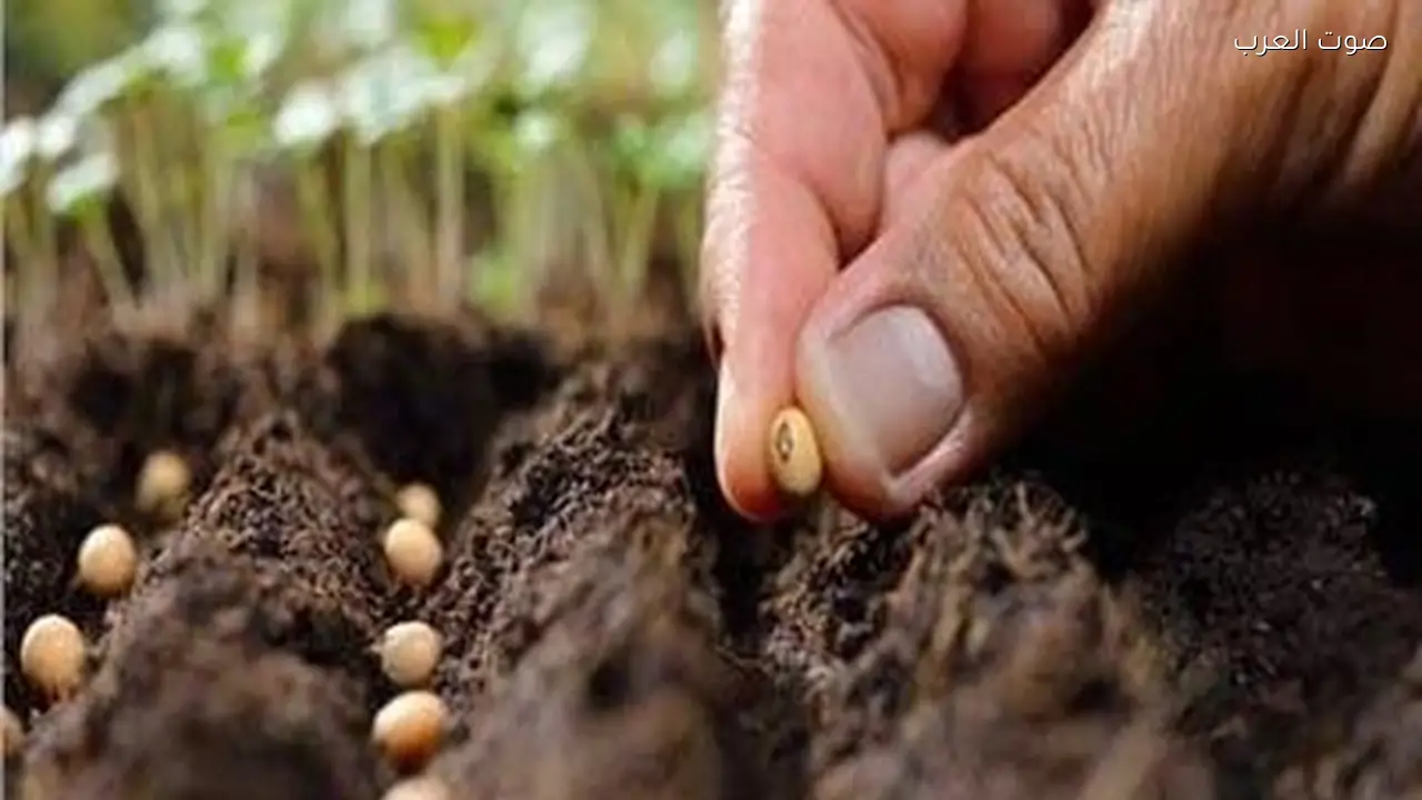 الزراعة تحذر من تقاوي مضروبة في الأسواق المصرية